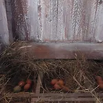 Pri Kupi * Kuzelj